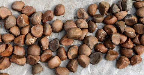 Caratteristiche Olio di andiroba 5